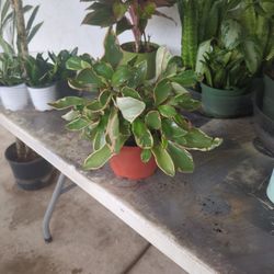 Peperinia Indoor Plants 6 Inch Pot 