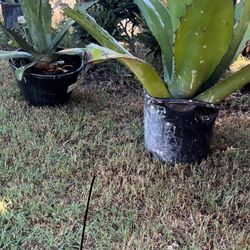 Agave Century Plants #2