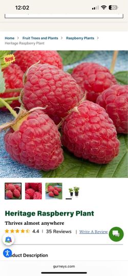 Raspberry plants 2-3 feet tall