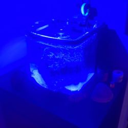 Jbj Nano Tank Reef Tank