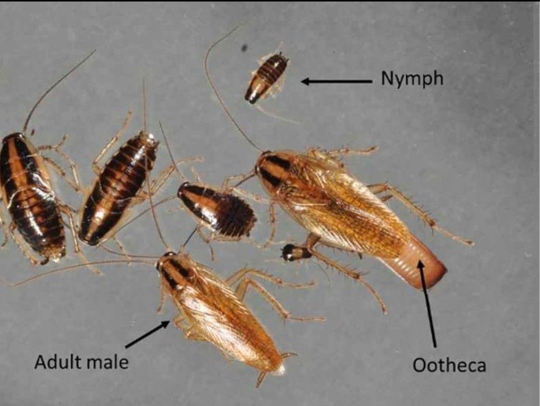 #roach #killer exterminator