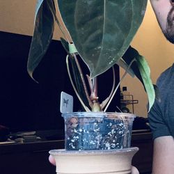 Anthurium Papillilaminum