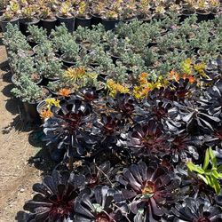 Succulents For Sale