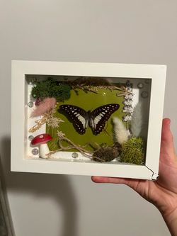 Butterfly in case