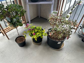 Cheap Plants that need some love