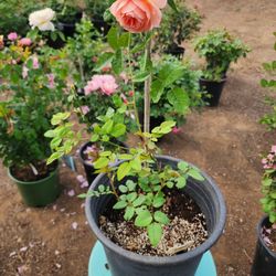 Rare rose: Francis Blaise from France