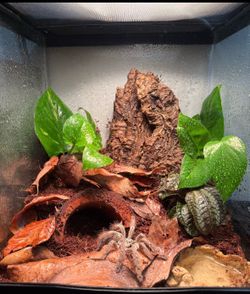 Tarantula enclosure