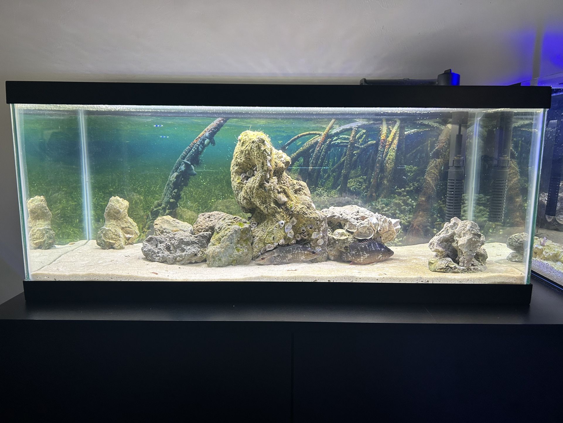20 Gallon Saltwater Tank