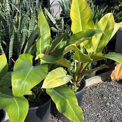 Philodendron Imperial Green