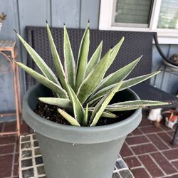 Agave Plant In Green Pot