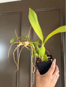 Oncidium Brassia Aunty Diana Aki 'Malika' orchid