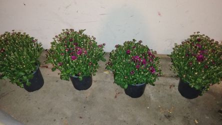 Purple Hardy Mum flowers (4)