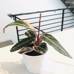 Stromanthe Triostar Plant In 4” Nursery Pot