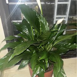 Peace Lillies For Sale