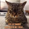 Ms. Meow