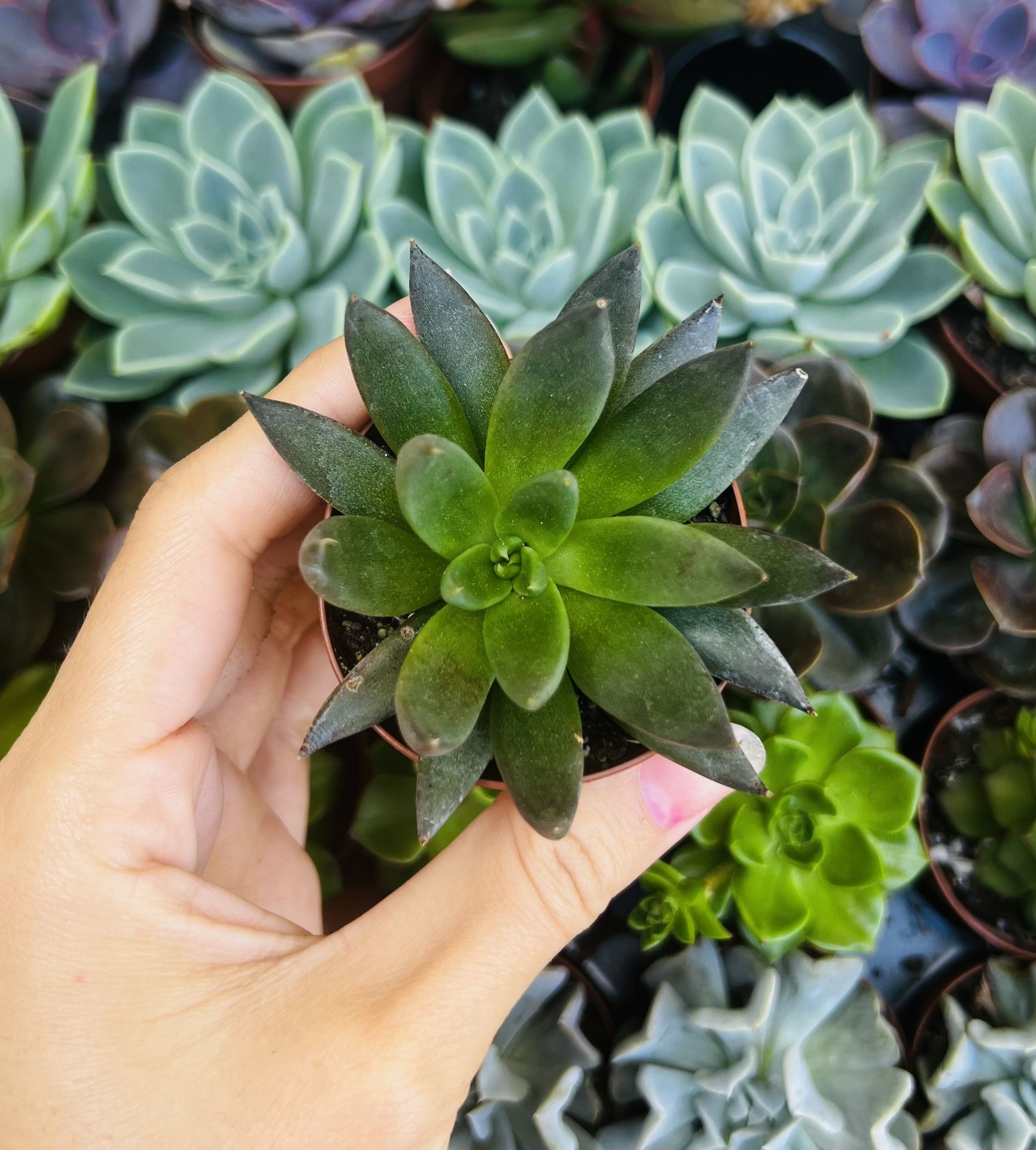 Black Prince Succulent