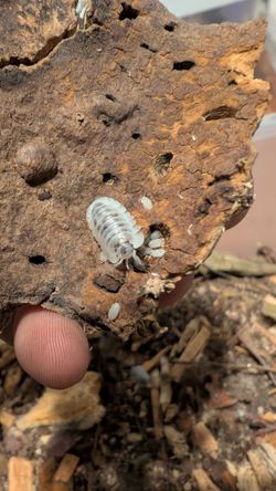 Isopods Reptile Clean Up Crew 
