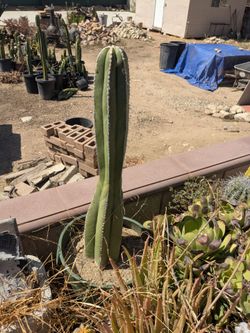 Unique Mexican Fence post