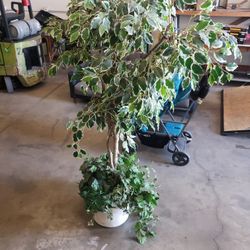 Faux Indoor Tree