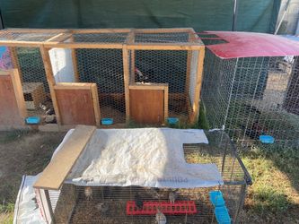 Chicken cages