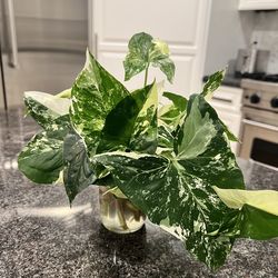 Syngonium Albo Pothos
