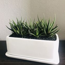 Real Succulent Haworthia Plant Flower Planter Pot Gift Arrangement Indoor Houseplant Outdoor Garden  