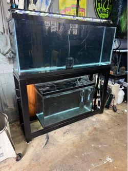 55 gallon fish tank