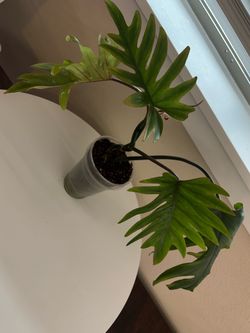 Philodendron Mayoi