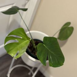 Monstera 