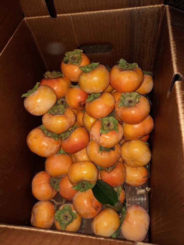 50 Cents Pound!!!! FUYU PERSIMMONS!!!
