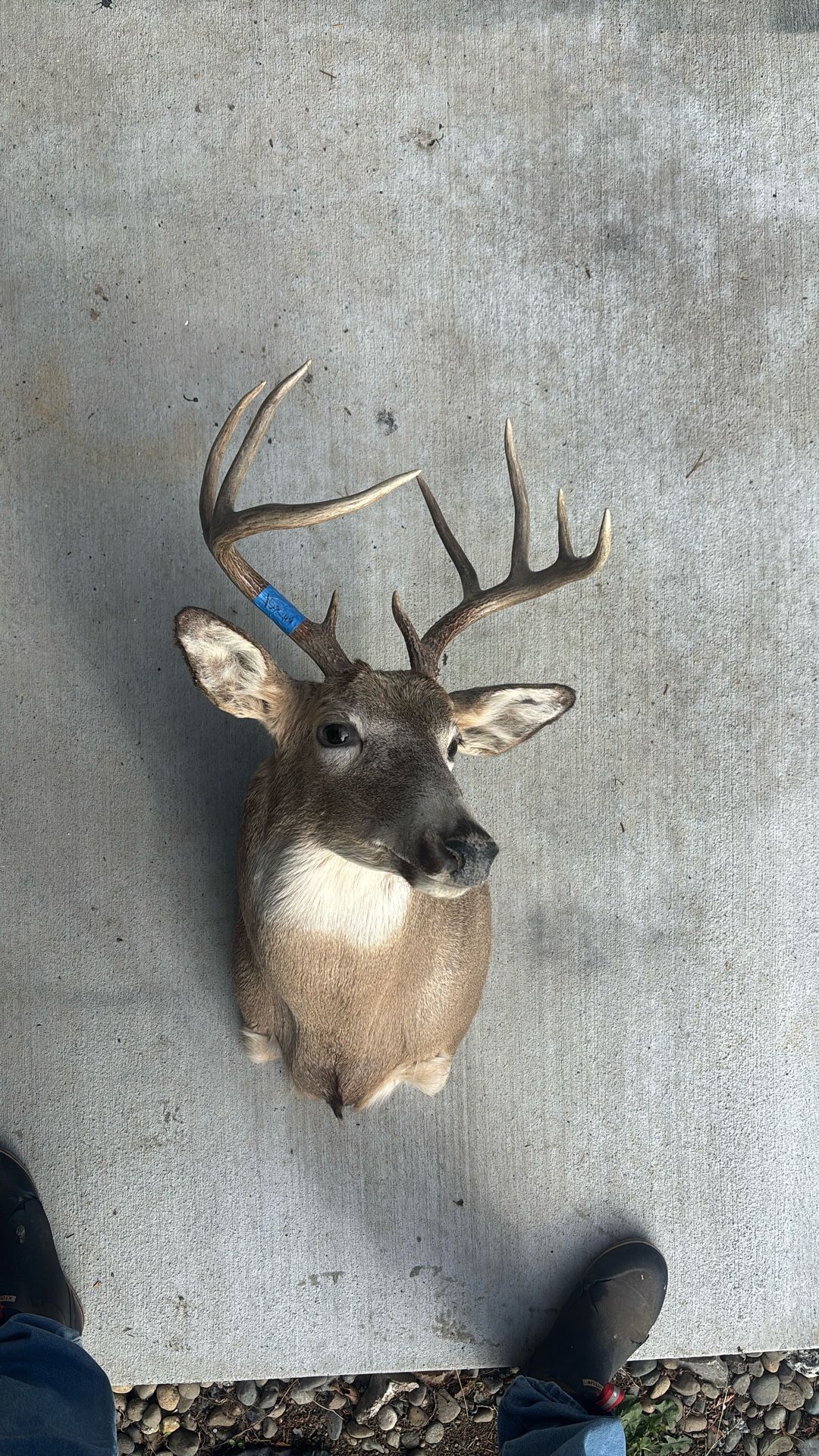 White Tail Deer Mount