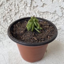 3 Inch Pot Succulent Plant - Peperomia Axillaris  - Happy Bean - Rooted & Stablished - Drought Resistant 🪴