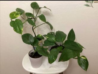 Pothos plants