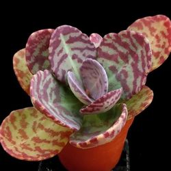 Kalanchoe humilis 🪴🤎💚
