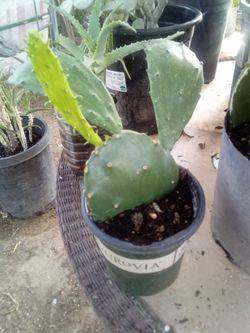 Large Blooming Prickly Pear Cactus in Pot – Rare Variety, Actively Flowering!
