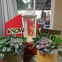 Colorful Pots With Succulents Arrangements 