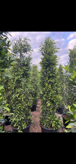 Ficus Nitida!