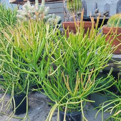 Firesticks Plant
