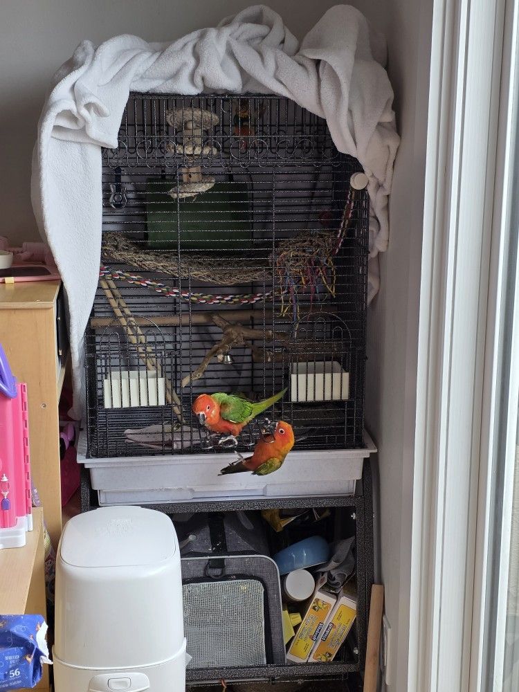 Big Bird Cage