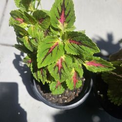 Coleus Plant 