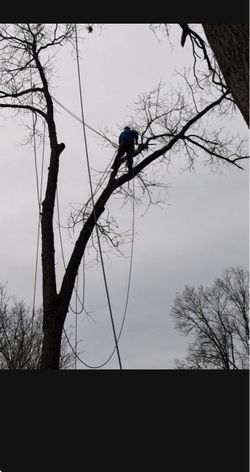 We Cut Tree