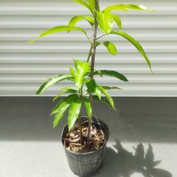 M-4 Mango Grafted Tree