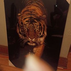 Tiger Picture 