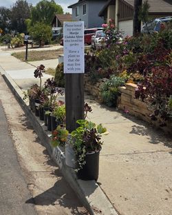 Free:  potted plants in San Marcos
