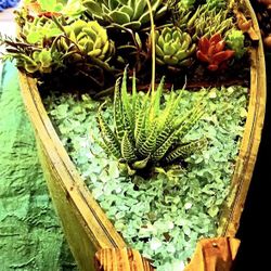 Succulent Arrangement With Antique Boat 