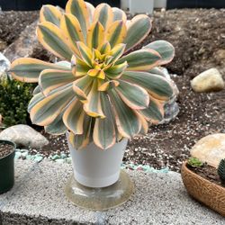 Sunburst Succulent Plant