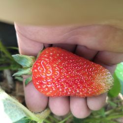 Strawberries & Pineberries For Sale
