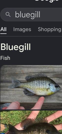 Bluegill toy. Catfish toy. Fish toy. Aquarium. Tank.