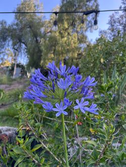 Agapanthus