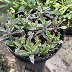 Plant Kalanchoe 